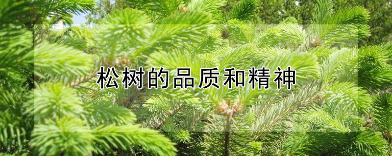松树的品质和精神 松树的品质和精神诗句