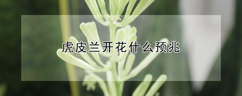 虎皮兰开花什么预兆 虎皮兰开花预示着什么好兆头