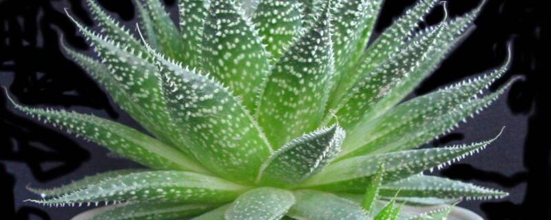 波路花语是什么（波路植物）