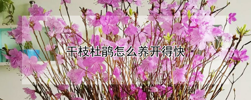 干枝杜鹃怎么养开得快 干枝杜鹃怎么养开得快呢