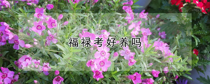 福禄考好养吗（福禄考能长多高）