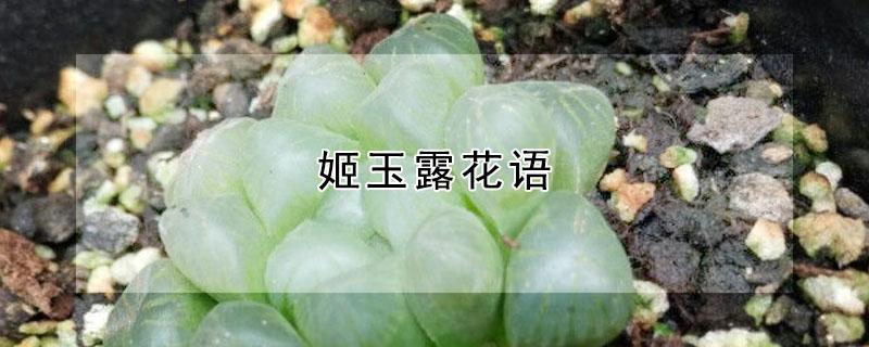 姬玉露花语（姬玉露花语和寓意）