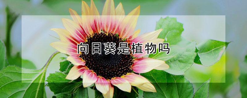 向日葵是植物吗 向日葵是植物类吗