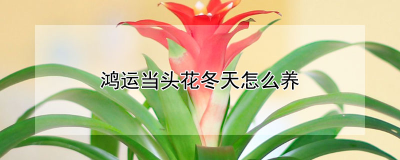鸿运当头花冬天怎么养 鸿运当头花冬季怎么养