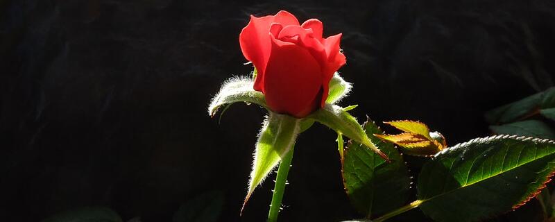 红玫瑰花语是什么 红玫瑰花语是什么意思 寓意