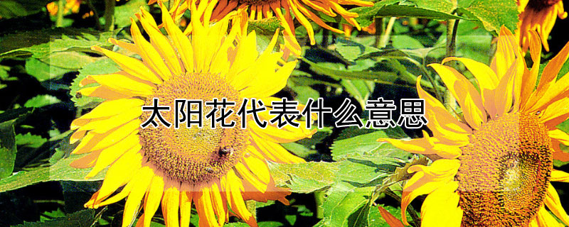 太阳花代表什么意思（三朵太阳花代表什么意思）