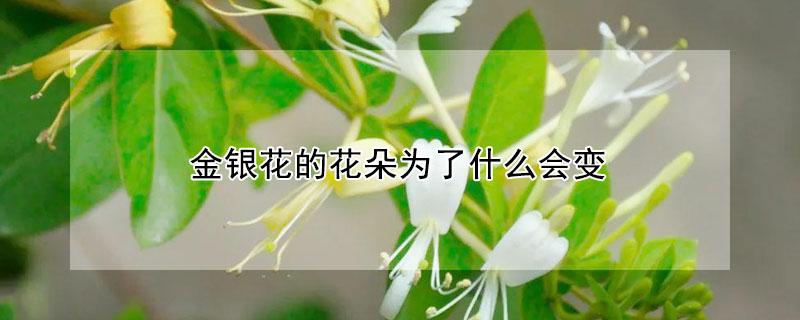 金银花的花朵为了什么会变 金银花的花朵为了什么会变色