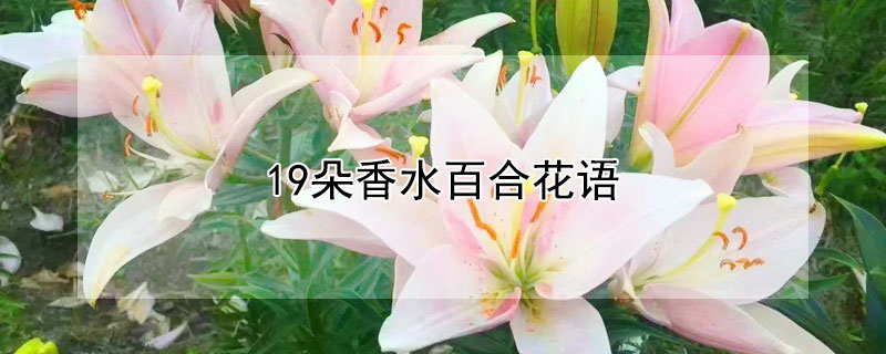 19朵香水百合花语（19朵香水百合花语）