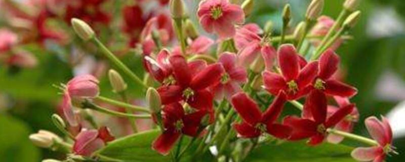 使君子花语 使君子花语: 一枚堪喜虫皆灭,何必使君问郭刘
