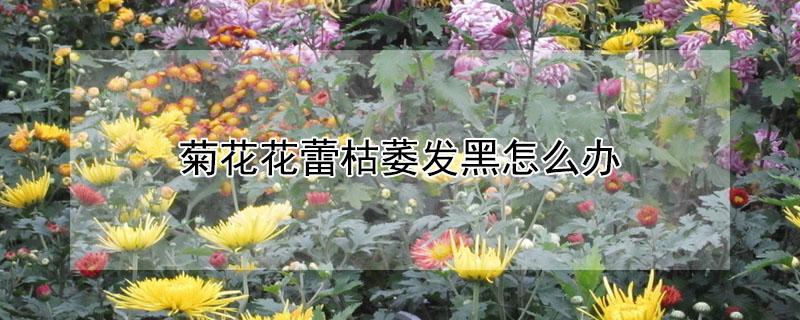 菊花花蕾枯萎发黑怎么办 菊花花蕾枯黄的原因