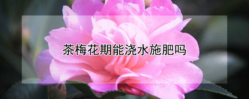茶梅花期能浇水施肥吗（茶梅花期能浇水施肥吗视频）