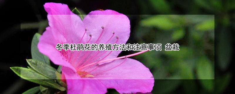 冬季杜鹃花的养殖方法和注意事项（冬季杜鹃花的养殖方法和注意事项视频）