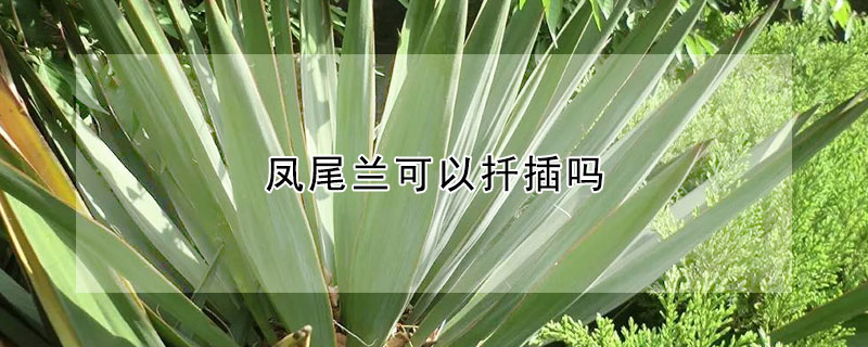 凤尾兰可以扦插吗 凤尾兰可以扦插吗视频