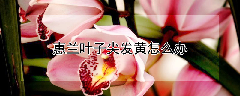 惠兰叶子尖发黄怎么办 惠兰叶子发黄干枯