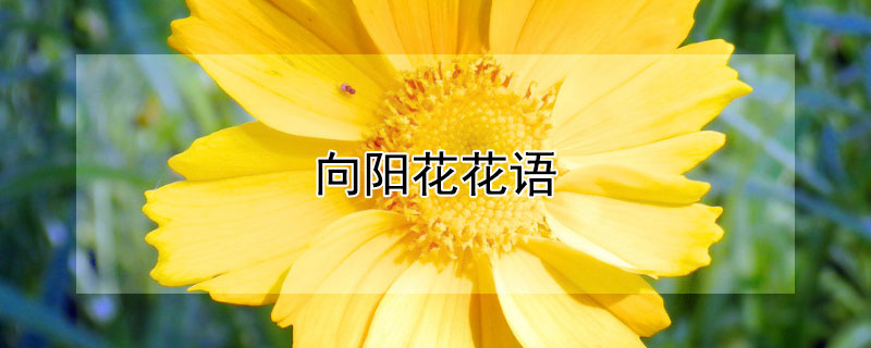 向阳花花语 向阳花代表什么寓意