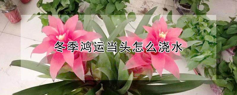 冬季鸿运当头怎么浇水（鸿运当头冬天怎么施肥）