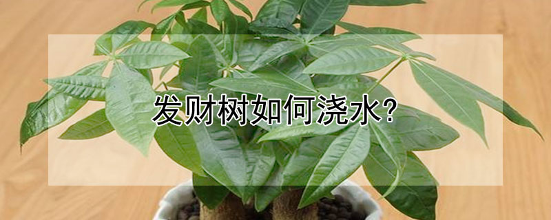 发财树如何浇水?（发财树如何浇水最好）