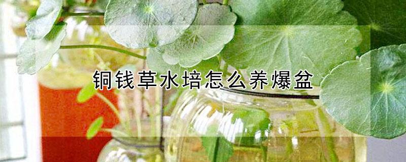 铜钱草水培怎么养爆盆 铜钱草水培怎么养爆盆能泡水里吗