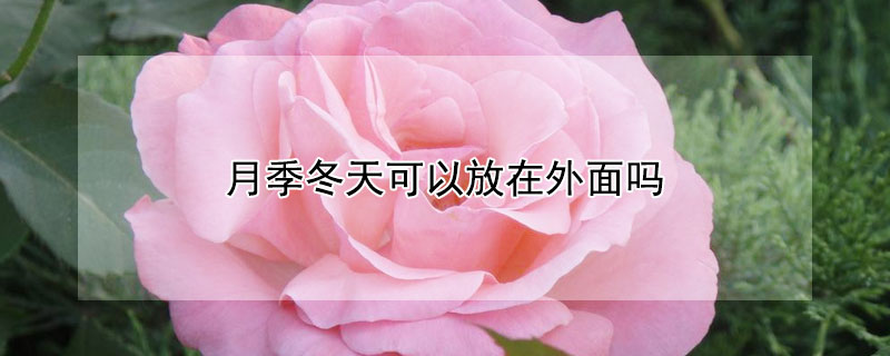 月季冬天可以放在外面吗（月季冬天放室内能开花吗）