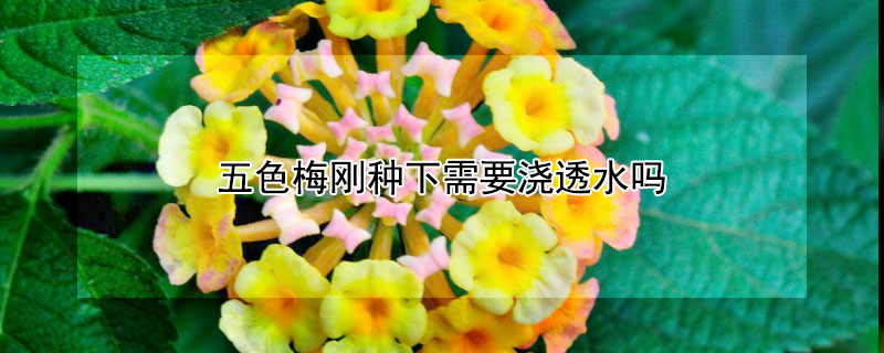 五色梅刚种下需要浇透水吗（五色梅刚种下需要浇透水吗）