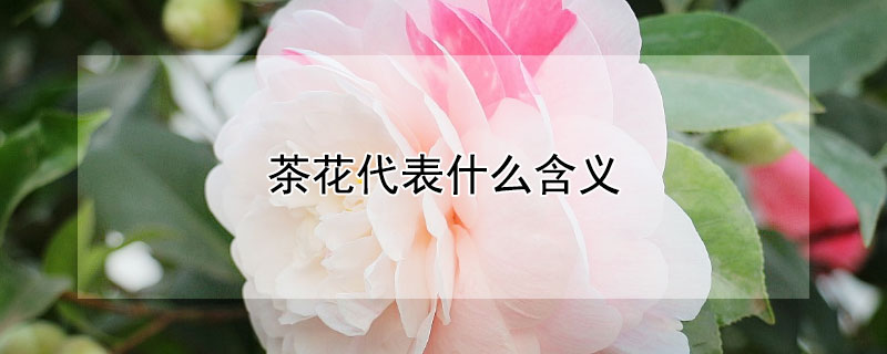 茶花代表什么含义（茶花是什么寓意）