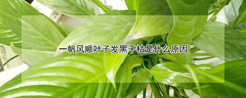 一帆风顺叶子发黑干枯是什么原因（一帆风顺叶子变黑是什么原因）