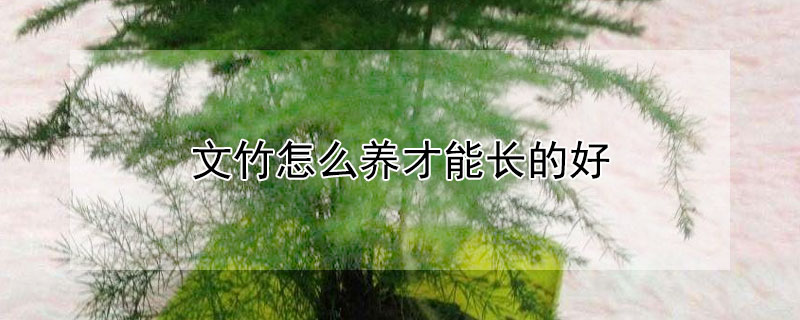 文竹怎么养才能长的好 文竹怎么养才能长的好快