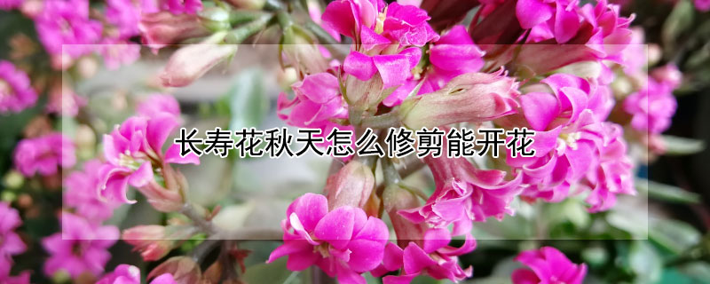 长寿花秋天怎么修剪能开花 长寿花秋天怎么修剪能开花视频