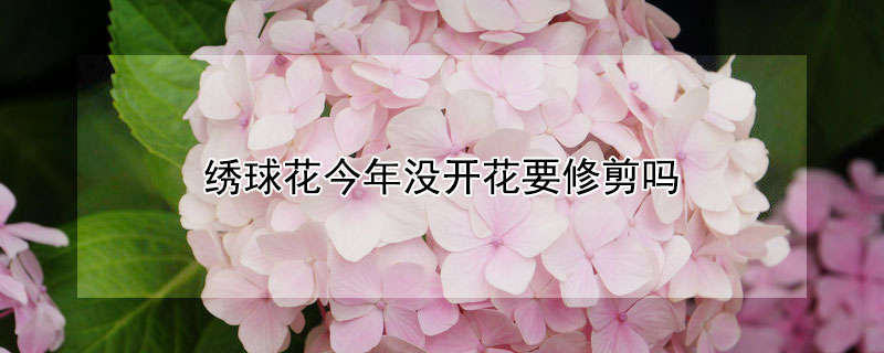 绣球花今年没开花要修剪吗（绣球花今年没开花,明年还会开吗?）