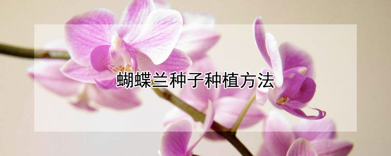 蝴蝶兰种子种植方法（蝴蝶兰种子种植方法和注意事项）