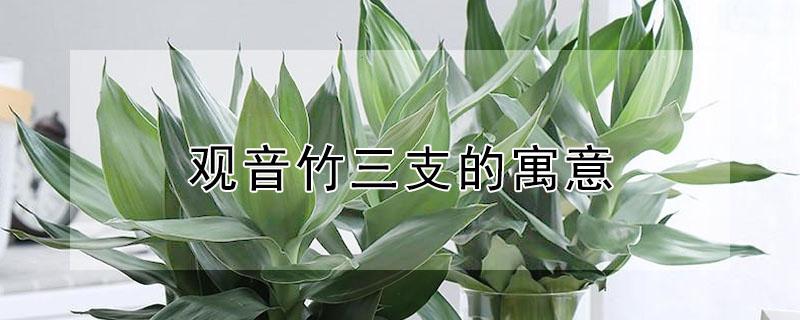 观音竹三支的寓意 观音竹三颗的风水