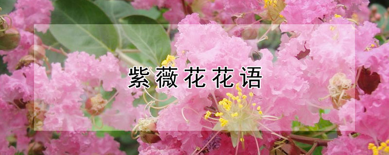 紫薇花花语（紫薇花花语及象征意义）