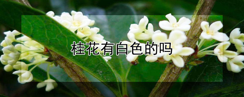 桂花有白色的吗 关于桂花的特点