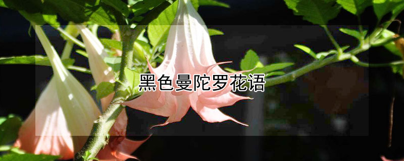 黑色曼陀罗花语（黑色曼陀罗花语意思）