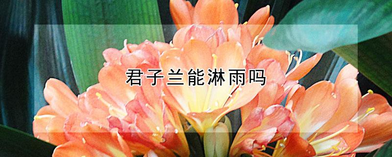 君子兰能淋雨吗 君子兰能淋雨吗为什么