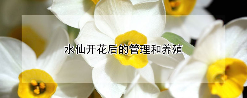 水仙开花后的管理和养殖 水仙开花后的管理和养殖注意事项