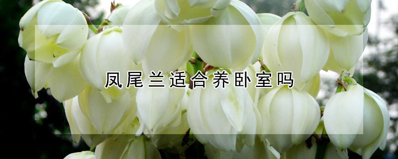 凤尾兰适合养卧室吗（凤尾兰种家里风水好不好）