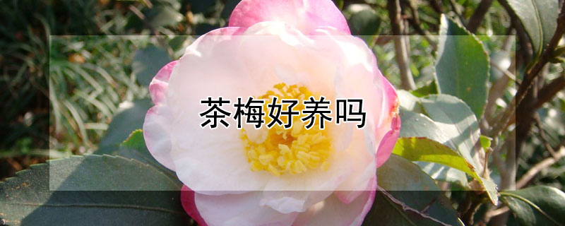 茶梅好养吗 茶梅花好养吗