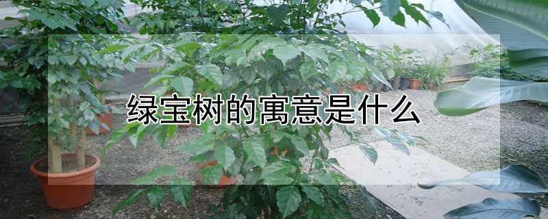 绿宝树的寓意是什么 绿宝树的养殖方法和注意事项