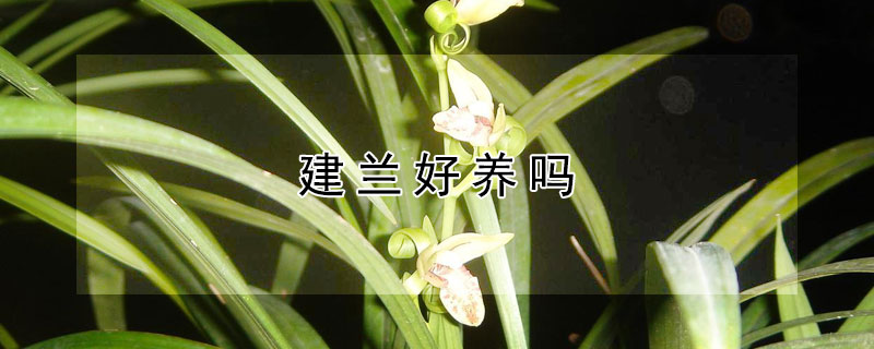 建兰好养吗（建兰好养吗 新手能养吗）