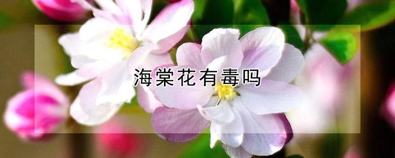 海棠花有毒吗（长寿冠海棠花有毒吗）