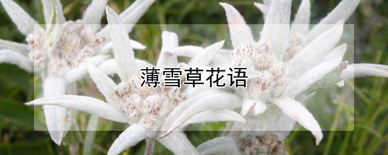 薄雪草花语 《薄雪草》