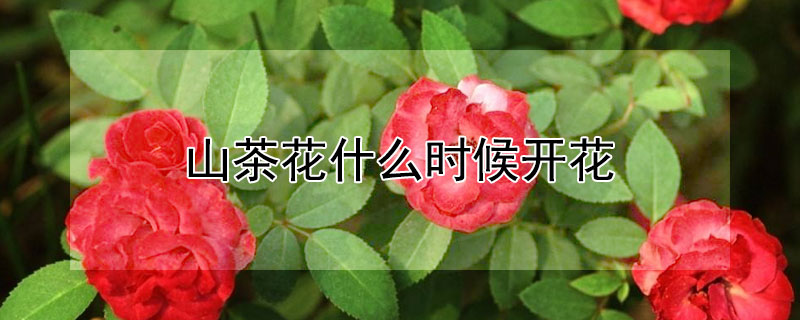 山茶花什么时候开花 昆明山茶花什么时候开花