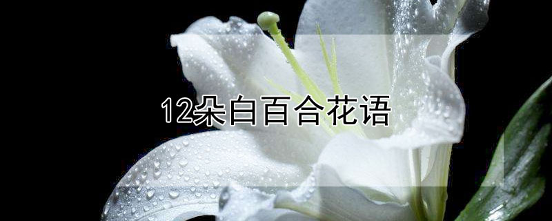 12朵白百合花语 12朵白百合花语寓意