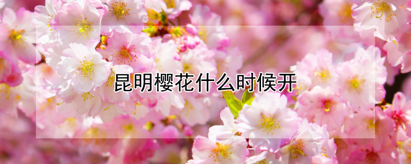 昆明樱花什么时候开（昆明樱花开了没）