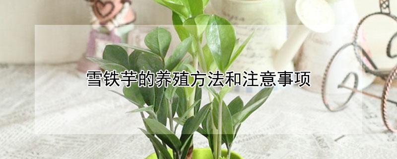 雪铁芋的养殖方法和注意事项（雪铁芋叶子发黄怎么办）