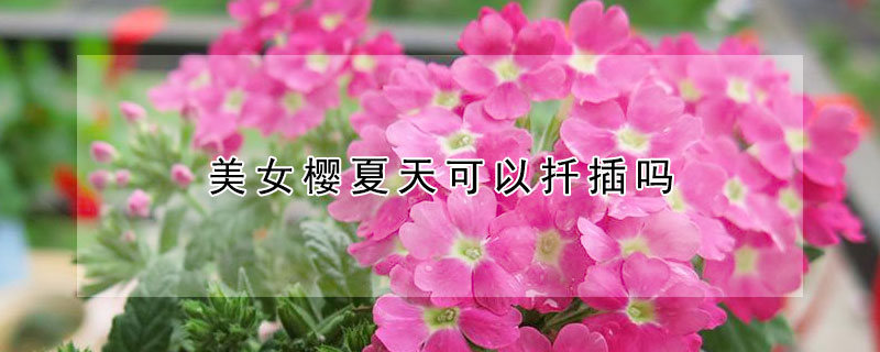 美女樱夏天可以扦插吗 美女樱夏天可以播种吗