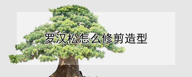 罗汉松怎么修剪造型（地栽罗汉松怎么修剪造型）