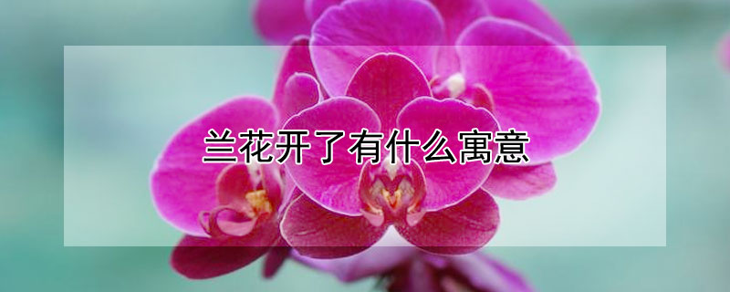 兰花开了有什么寓意（兰花开了有什么寓意和象征）