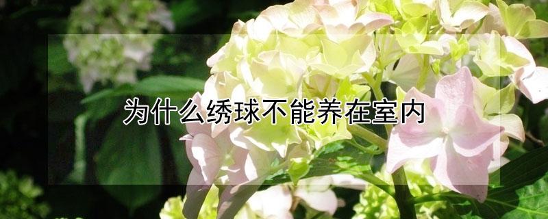 为什么绣球不能养在室内 为什么绣球不能养在室内呢